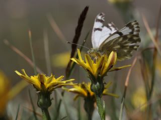 Doruklar�n Beneklimele�i&nbsp;(Pontia&nbsp;callidice)