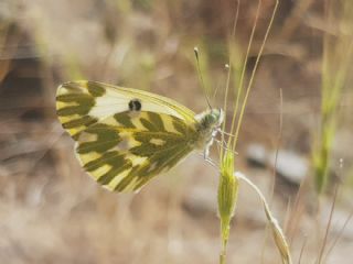 Kk Beneklimelek (Pontia chloridice)