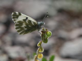 Kk Beneklimelek (Pontia chloridice)