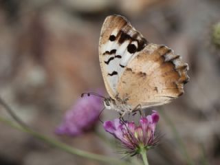 K�z�l Cad�&nbsp;(Chazara&nbsp;bischoffii)