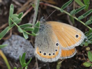 Rus Z�pz�p Perisi&nbsp;(Coenonympha&nbsp;leander)