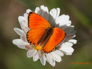 Orman Bakr Gzeli (Lycaena virgaureae)