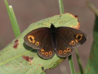 Orman G�zelesmeri&nbsp;(Erebia&nbsp;medusa )