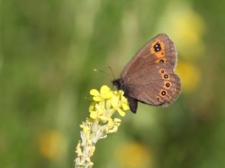 Orman G�zelesmeri&nbsp;(Erebia&nbsp;medusa )