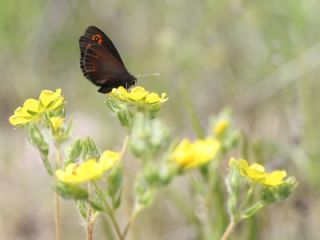 Orman Gzelesmeri (Erebia medusa )