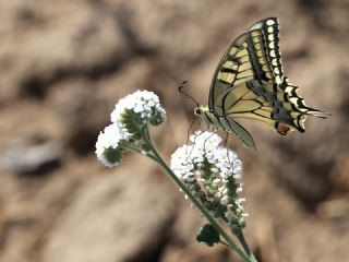 Krlangkuyruk (Papilio machaon)