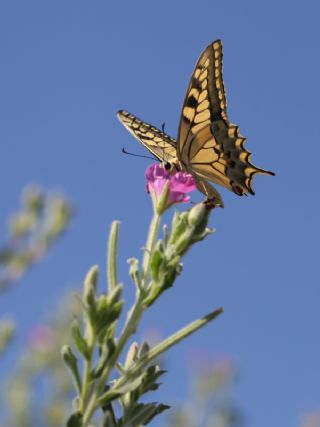 Krlangkuyruk (Papilio machaon)