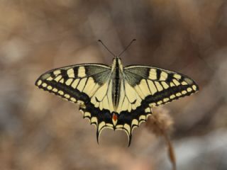 Krlangkuyruk (Papilio machaon)