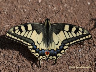 Krlangkuyruk (Papilio machaon)