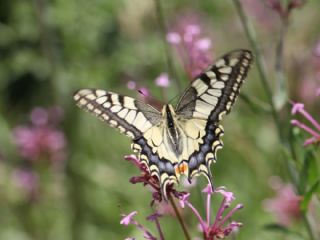 K�rlang��kuyruk&nbsp;(Papilio&nbsp;machaon)