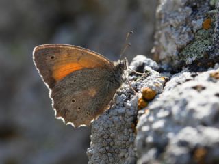 Kaya Esmeri&nbsp;(Kirinia&nbsp;clymene)