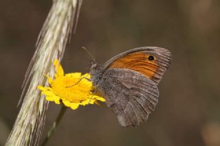 Esmerperi (Hyponephele lupina)