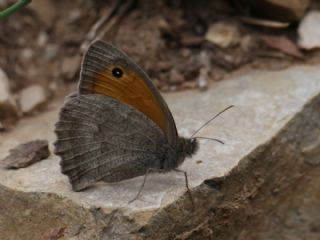 Esmerperi (Hyponephele lupina)