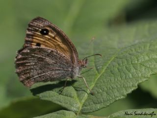 Kk Esmerperi (Hyponephele lycaon)