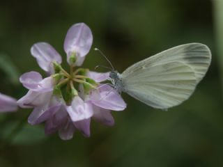 Narin Orman Beyaz (Leptidea sinapis)