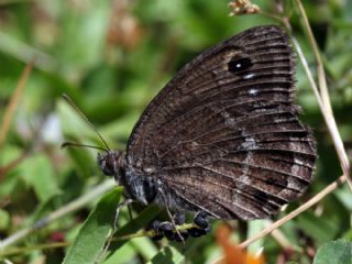 Hametli Pirireis (Satyrus ferulus)