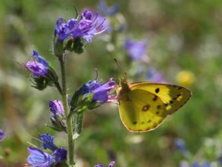 G�zel Azamet&nbsp;(Colias&nbsp;alfacariensis)