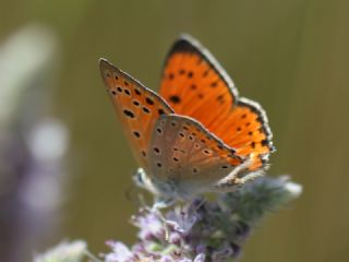 Anadolu Ate Gzeli (Lycaena asabinus)