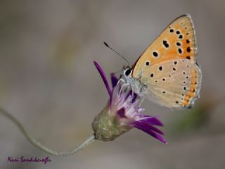Anadolu Ate� G�zeli&nbsp;(Lycaena&nbsp;asabinus)