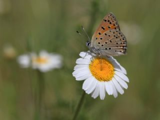 Alev Ategzeli (Lycaena kefersteinii)
