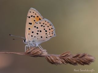 Alev Ategzeli (Lycaena kefersteinii)