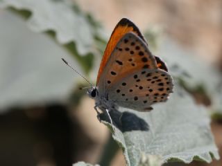 Alev Ategzeli (Lycaena kefersteinii)