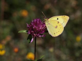 Gzel Azamet (Colias alfacariensis)