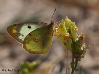 Gzel Azamet (Colias alfacariensis)