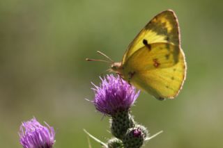 Gzel Azamet (Colias alfacariensis)