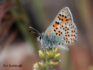 Anadolu Gelinci�i&nbsp;(Tomares&nbsp;nogelii)
