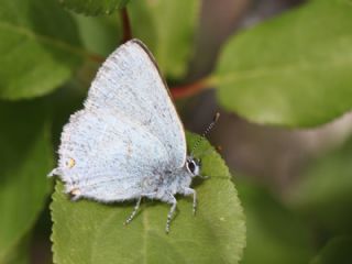 Mavi Sevbeni&nbsp;(Satyrium&nbsp;armenum)