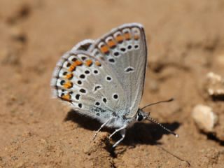 Doulu Esmergz (Plebejus carmon)