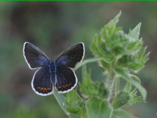 Avrupal� Esmerg�z&nbsp;(Plebejus&nbsp;argyrognomon )