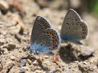 Anadolu Esmergz (Plebejus modicus)
