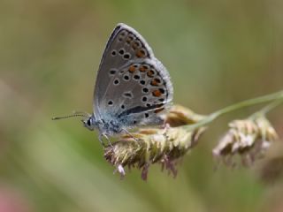 Anadolu Esmergz (Plebejus modicus)