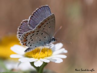 Anadolu Esmergz (Plebejus modicus)