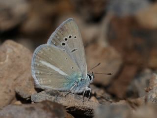 Lacivert Anadolu okgzls (Polyommatus actis )