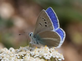 Lacivert Anadolu okgzls (Polyommatus actis )