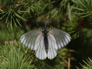 Al Beyaz (Aporia crataegi)