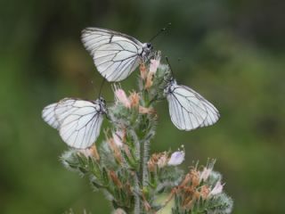 Al Beyaz (Aporia crataegi)