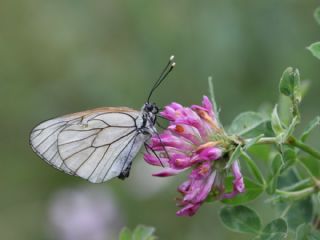 Al Beyaz (Aporia crataegi)