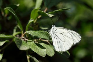 Al Beyaz (Aporia crataegi)