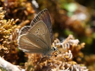 okgzl Lbnan Esmeri (Polyommatus alcestis)