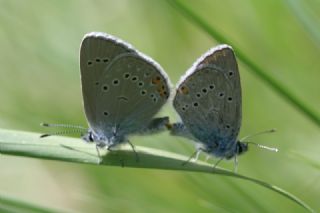 okgzl Gzel Mavi (Polyommatus bellis)