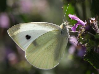 Kk Beyazmelek (Pieris rapae)