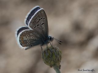 okgzl Kk Turan Mavisi (Polyommatus cornelius)