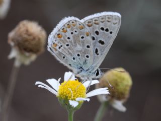 �okg�zl� Yalanc� �illi Mavi&nbsp;(Polyommatus&nbsp;corydonius)