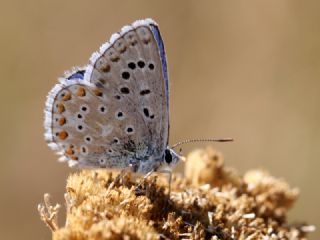 okgzl Gk Mavisi (Polyommatus bellargus)