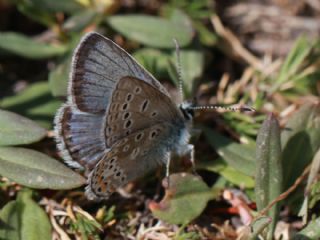 okgzl Kafkasya Erosu (Polyommatus erotulus)