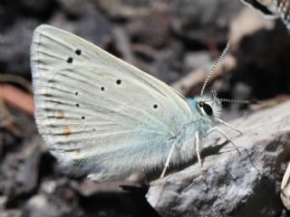 okgzl Toros Mavisi (Aricia isauricus)